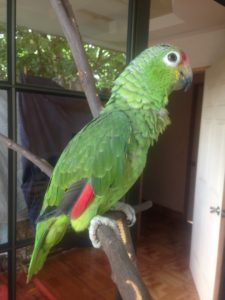 Picture of Molly the parrot for slow and homesteady blog about us page